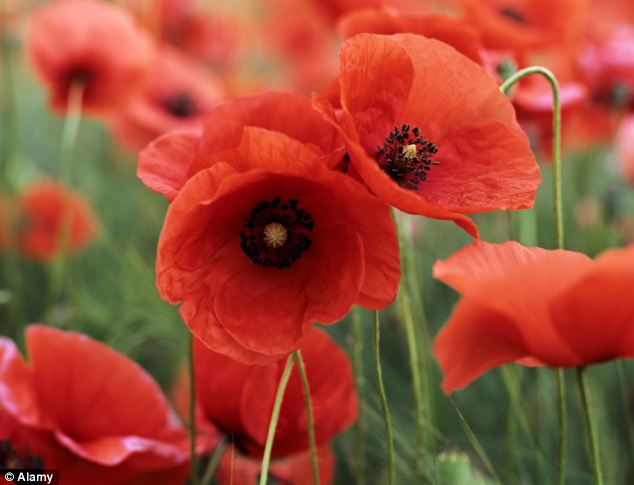 Is It Wrong For Muslims To Sell Poppies?
