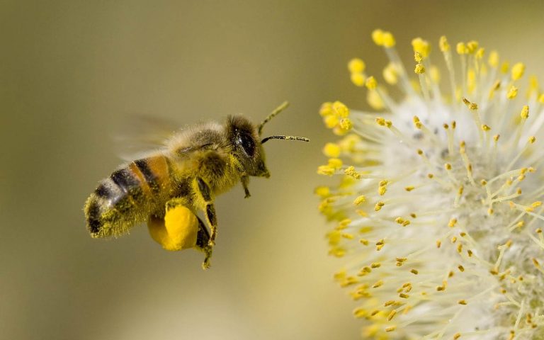 Extinct Bees Could Cost The UK £690m