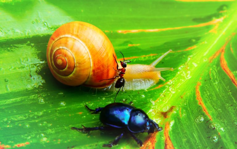 Precious Snail ‘Critically Endangered’ In Cuba: The Repercussions Are Massive